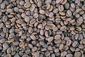 Berries of Arabica